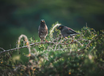 Bird perching on a tree