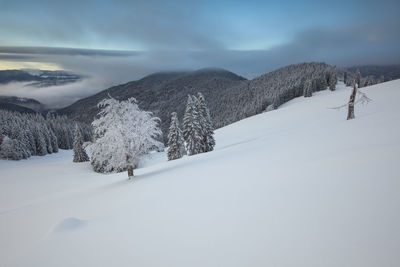 Winter landscape from rodnei mountains. foggy mornings with pine trees in the frozen national park.