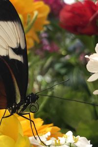 Close-up of butterfly perching on flower