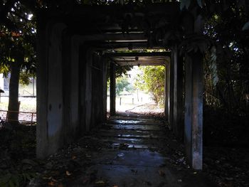 Trees in corridor