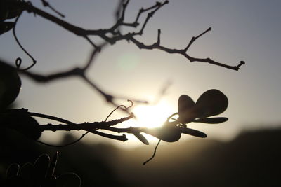 Close-up of silhouette plant against sky