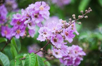 Close-up of purple flowering plant