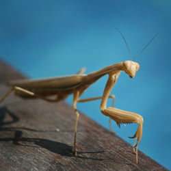 Close-up of insect against blue sky