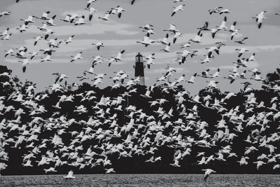 Flock of birds flying against sky