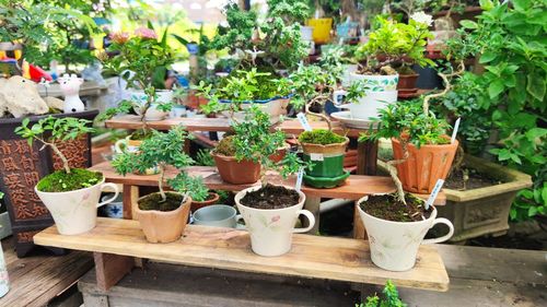 Potted plants on table
