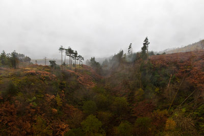 Trees and plants on land against sky