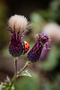 Close-up of butterfly pollinating on purple flower