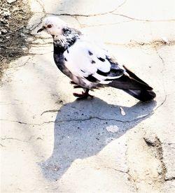 High angle view of bird on footpath