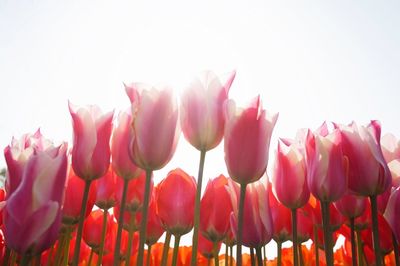 Close-up of red flowers