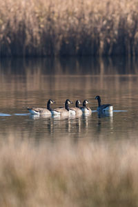 Canada geese, canada goose, branta canadensis in environment