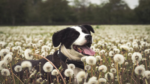 Close-up of dog on field