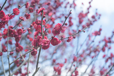 Photo of clear sky and beautiful plum blossoms plum grove at dazaifu tenmangu shrine 