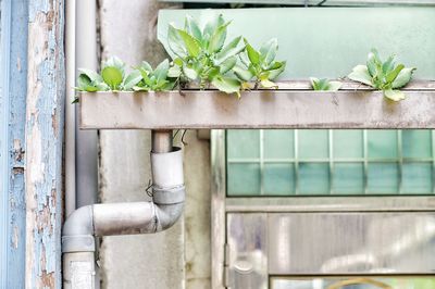 Plants growing on roof gutter