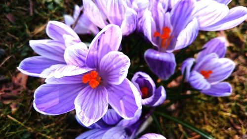 Close-up of purple flower