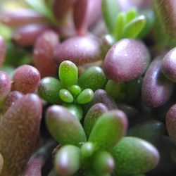 Close-up of plant