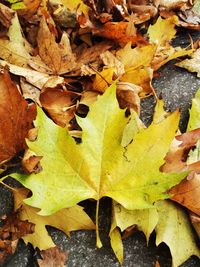 Close-up of yellow maple leaves