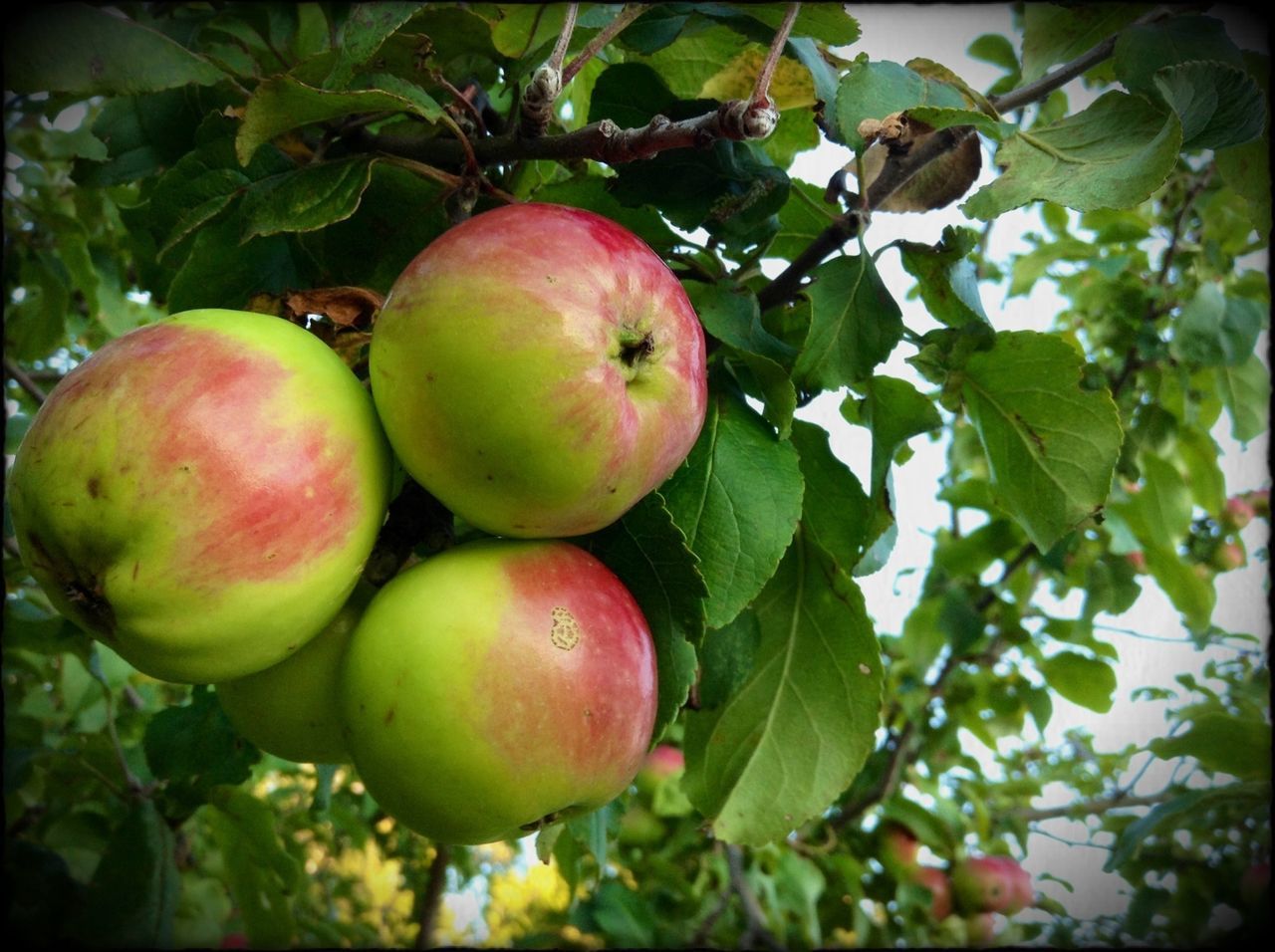 LOW ANGLE VIEW OF APPLES ON TREE