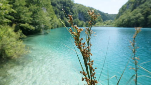 Close-up of plant against lake