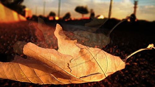 Close-up of leaf on ground