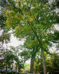 Low angle view of tree against sky