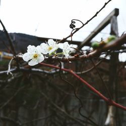 Close-up of flowers on tree