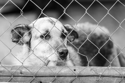 Portrait of dog seen through chainlink fence