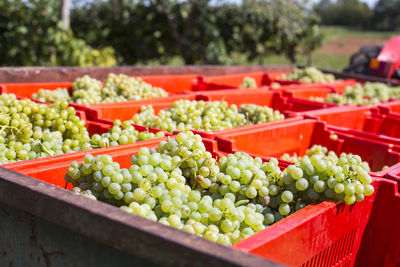 View of grapes in crate