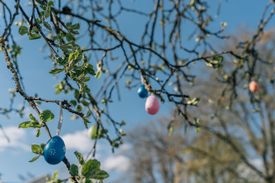 Low angle view of apples on tree