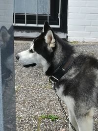 Side view of dog looking away