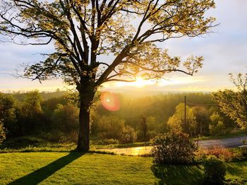 Sunlight streaming through trees in park