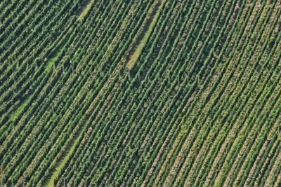 Full frame shot of corn field