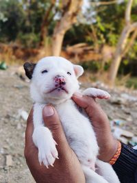 Close-up of dog