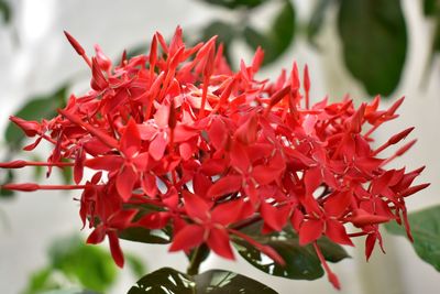 Close-up of red flowering plant