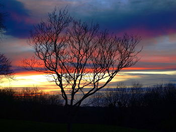 Silhouette bare tree against sky during sunset