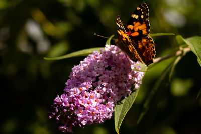 Close-up of butterfly pollinating on pink flower