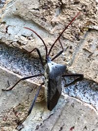 Low angle view of lizard