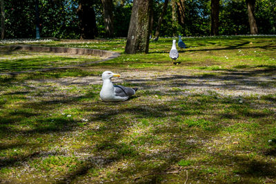 Birds on grassy field