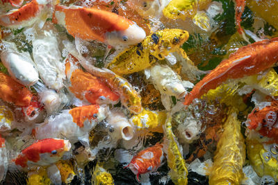 Close-up of koi fish in sea