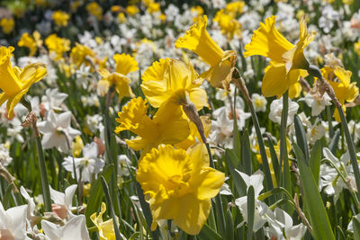 Close-up of yellow daffodil flowers on field