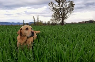 Dog on field against sky