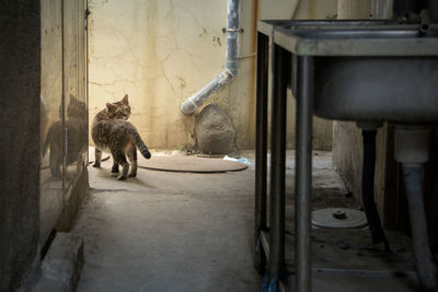 Cat in pen