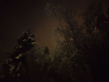 Low angle view of trees against sky at night
