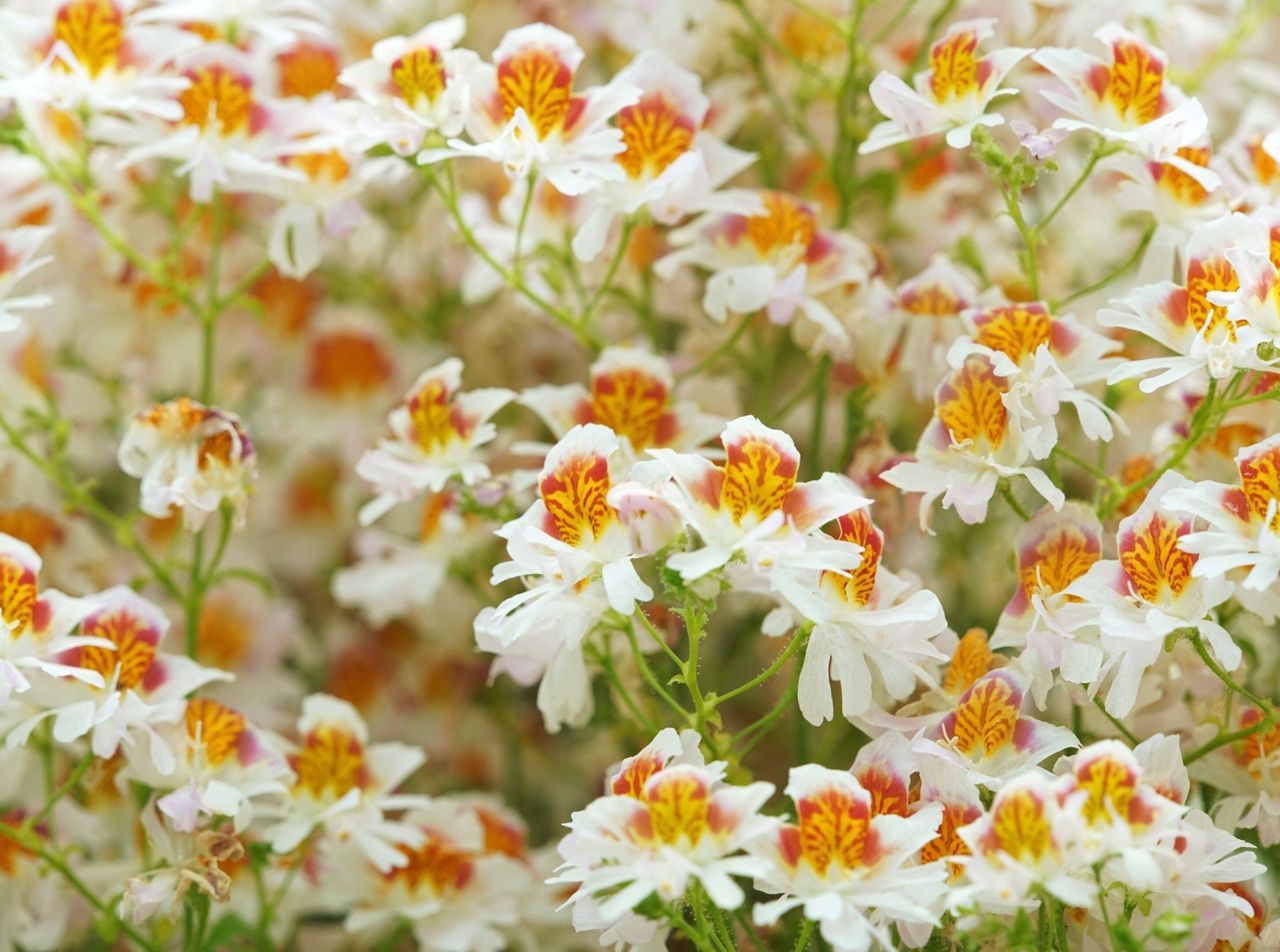 flower, fragility, nature, petal, plant, beauty in nature, growth, freshness, white color, flower head, blooming, no people, springtime, outdoors, day, full frame, yellow, close-up, backgrounds