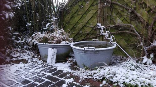 Snow covered plants and trees in winter