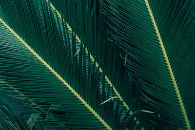 Close-up of palm leaves