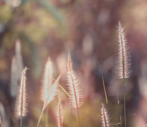 Close-up of stalks against blurred background