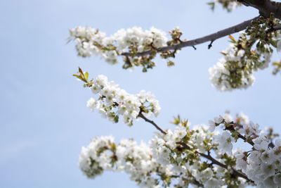 Close-up of white flowers on branch