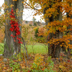 Autumn leaves on tree trunk