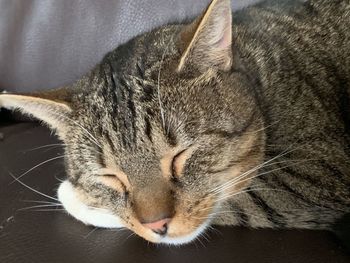 Close-up of cat sleeping at home
