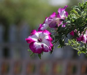 Close-up of pink flowers